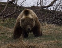 В столицу Тувы забрел голодный медведь