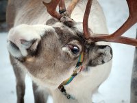 10 северных оленей из Тувы пополнили хакасский зоопарк