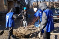 В Туве завершена осенняя посадка деревьев