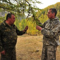 Тува. Лесопатологи изучают причины усыхания кедровых насаждений