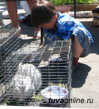 В Туве участники программы «Начинающий фермер» кроме КРС и МРС закупают яков и кроликов