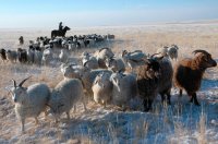 Стадо сбежало от хозяйки в Туве, пройдя за ночь десятки километров