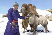 В Туве завершен пересчет скота