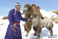 В Туве плотный наст снега затрудняет прохождение зимовки скота