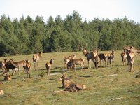 В Туве определены две стартовые площадки для развития мараловодческой отрасли