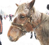 Тува встретила Год Лошади