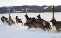 В создаваемое мараловодческое хозяйство Тувы доставленa первая партия маралов