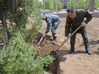 В центральном сквере Кызыла появились голубые ели