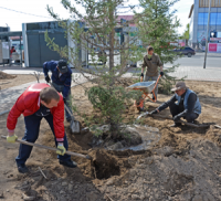 В центральном сквере Кызыла появились голубые ели