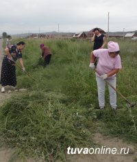 Кызылчане активно включились в борьбу с чашпаном