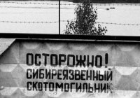 Тува направит 106 млн рублей на меры по обеспечению ветеринарно-санитарного благополучия