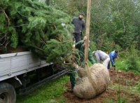 В Кызыле в честь 70-летия Победы посадят 800 зеленых насаждений