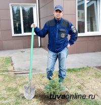 Голубые ели украсят новое здание МЧС в Кызыле