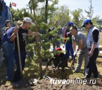 В Кызыле нынешней весной посажено почти 500 деревьев