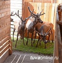 В Туве в мараловодческом хозяйстве «Туран» началась первая срезка пантов