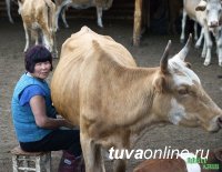 Дарисю Данзурун. Неугомонная