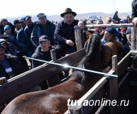 Шолбан Кара-оол: В честь тувинских добровольцев 2 сентября впервые пройдут республиканские скачки среди скакунов тувинской породы