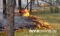 В Туве огонь, которым чабан хотел спугнуть снежного барса, перешел в лесной пожар