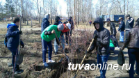 Дружная команда Почетных граждан Кызыла, депутатов, молодежи провела субботник и посадку деревьев на Молодежном сквере