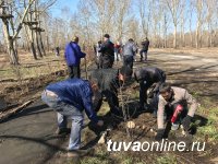 Дружная команда Почетных граждан Кызыла, депутатов, молодежи провела субботник и посадку деревьев на Молодежном сквере