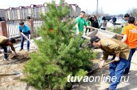 В Туве в рамках месячника планируют посадить более 2 тысяч саженцев деревьев