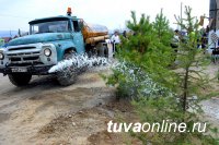 В Туве в рамках месячника планируют посадить более 2 тысяч саженцев деревьев