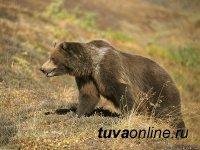 В Туве в медвежатине обнаружен трихинеллез