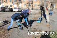 «Городская среда»: Дворы Кызыла приросли березами и елями