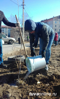 «Городская среда»: Дворы Кызыла приросли березами и елями