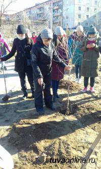 «Городская среда»: Дворы Кызыла приросли березами и елями