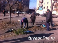 «Городская среда»: Дворы Кызыла приросли березами и елями