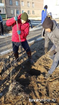 «Городская среда»: Дворы Кызыла приросли березами и елями