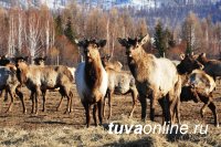 На совещании в Ростуризме Глава Тувы представил проекты горнолыжного комплекса "Тайга", спа-центра "Чагытай", этнодеревни