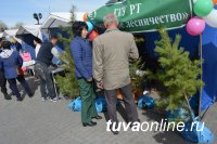 В Кызыле в Первомай все желающие могли приобрести саженцы, рассаду, семена, вазоны для благоустройства дворов столицы