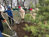 В Кызыле в праздничные дни вовсю ведутся посадки деревьев