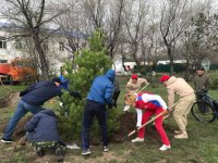 В Кызыле в праздничные дни вовсю ведутся посадки деревьев