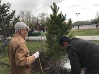 В Кызыле в праздничные дни вовсю ведутся посадки деревьев