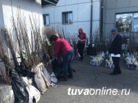 Товарооборот "ТываЭкспо" составил 23,5 млн. рублей. В том числе реализовано более 1200 саженцев деревьев