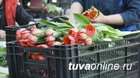 В Кызыле определены места для продажи цветочной продукции