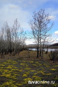 Тува: На протоке Енисея увидели "краснокнижных"  лебедей-кликунов