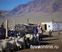 ЧЕЛОВЕК ТРУДА. Герой Соцтруда, чабан Дажы-Намчал Ооржак 