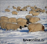 ЧЕЛОВЕК ТРУДА. Герой Соцтруда, чабан Дажы-Намчал Ооржак 