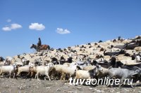 В Туве новичков в сельхозбизнесе поддержат субсидиями до 3 млн. рублей