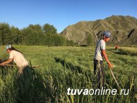 В Туве появилась возможность провести сенокос во второй раз