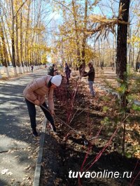 В Кызыле прибавилось 205 деревьев и 240 кустарников