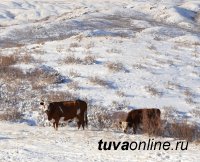 В Туве полицейские переквалифицировались в сакманщики