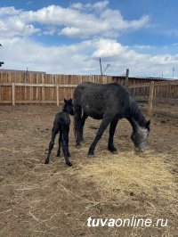 Первый жеребенок родился в табуне, который содержится для Конного Духового оркестра Тувы