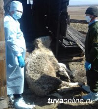 В Туве устанавливают личности владельцев падшего скота, выбросивших трупы животных вместо того, чтобы их утилизовать