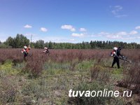 В столице Тувы объявили бой конопле