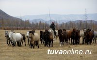 Происхождение тувинской лошади учёные исследуют по волосяному покрову